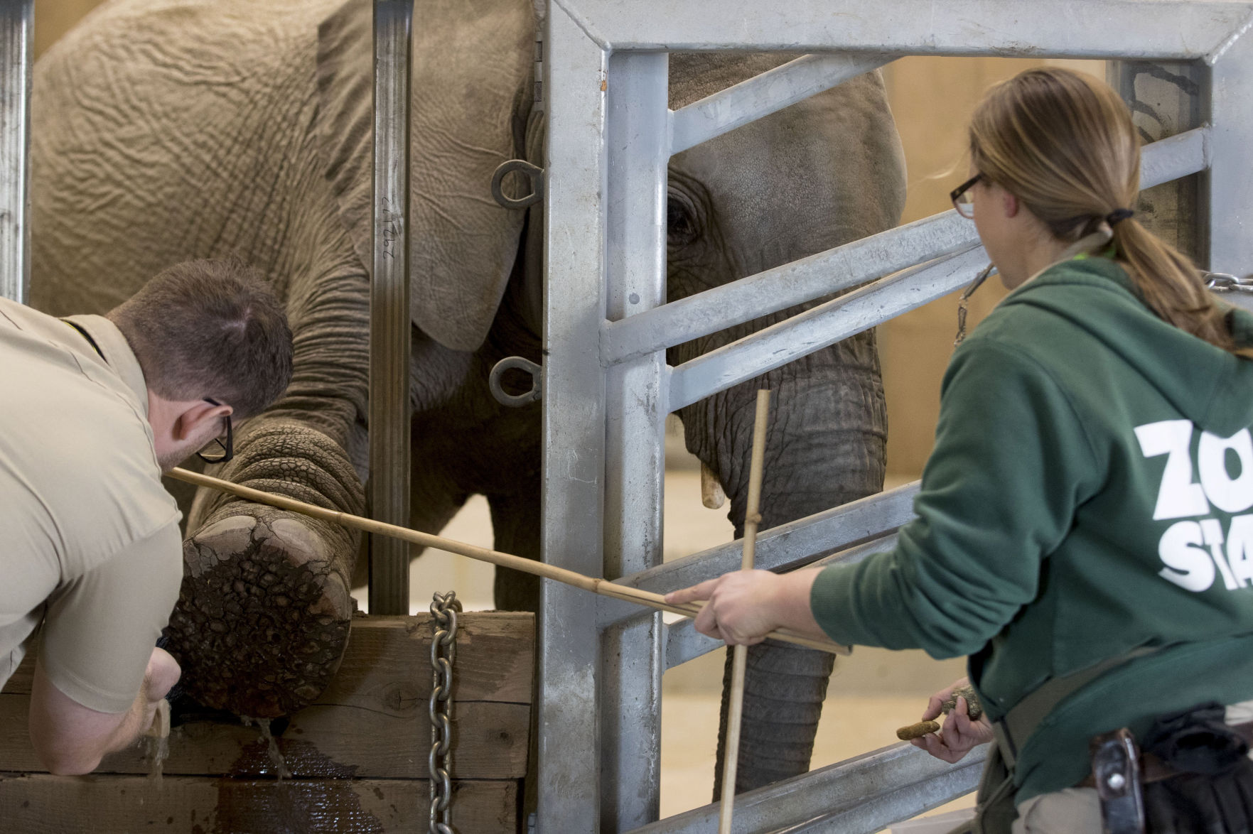 Omaha zoo elephants